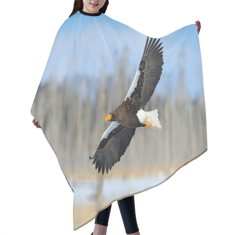 Personality  Steller's Sea Eagle, Haliaeetus Pelagicus, Flying Bird Of Prey, With Forest In Background, Hokkaido, Japan. Eagle With Nature Mountain Habitat. Hair Cutting Cape