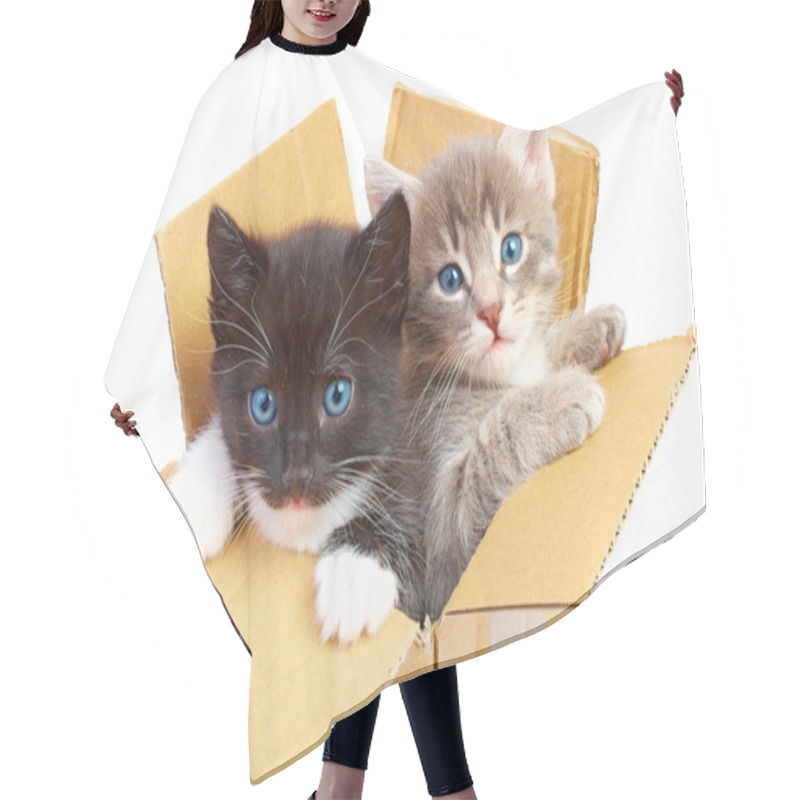 Personality  Kittens In Box Hair Cutting Cape