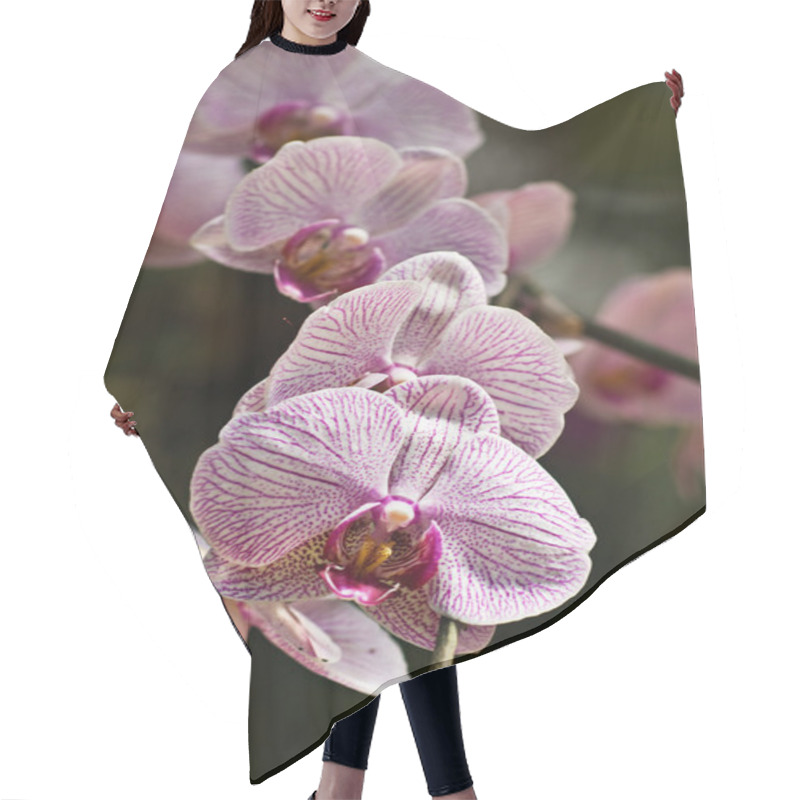 Personality  Orchid Hair Cutting Cape