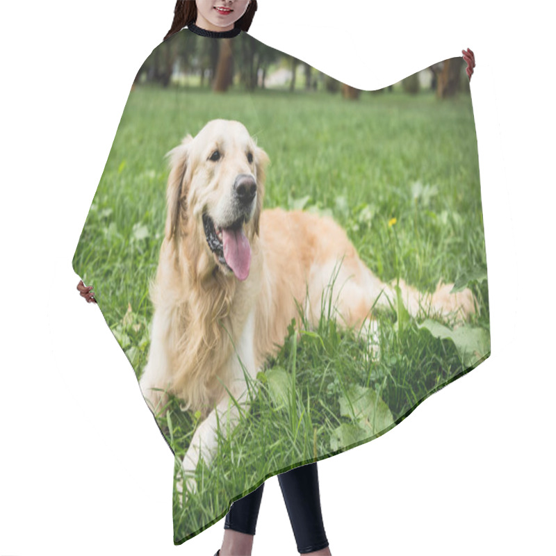 Personality  Funny Golden Retriever Dog Resting On Green Lawn Hair Cutting Cape