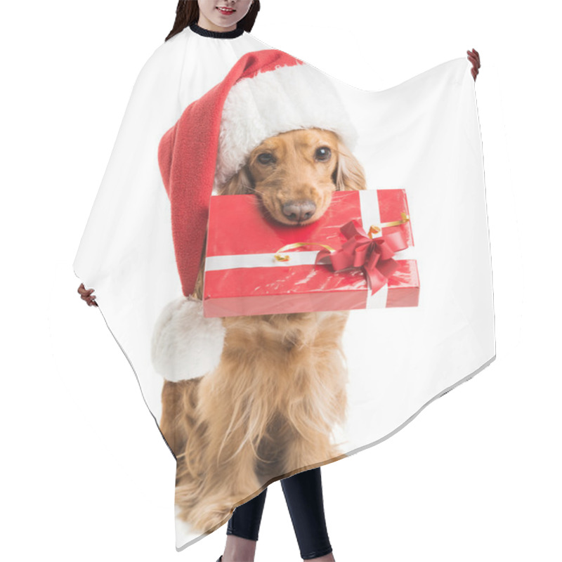 Personality  Dog In Santa Hat With A Gift Mouth Hair Cutting Cape