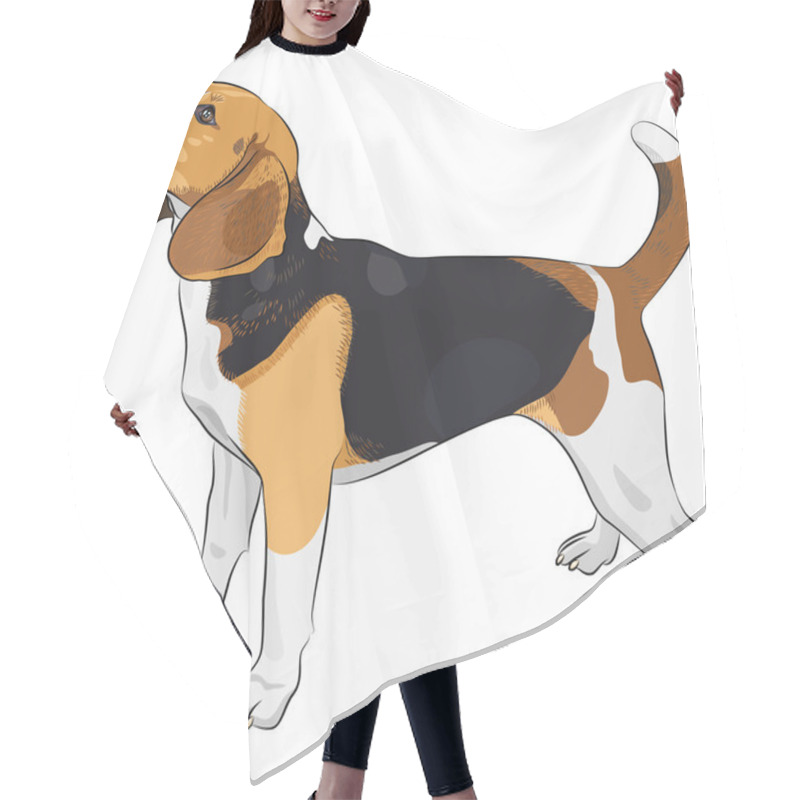 Personality  Vector Sketch Dog Beagle Breed Hair Cutting Cape