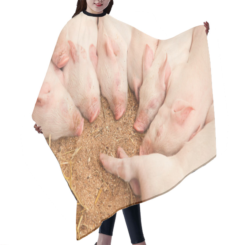 Personality  Young Pigs Hair Cutting Cape