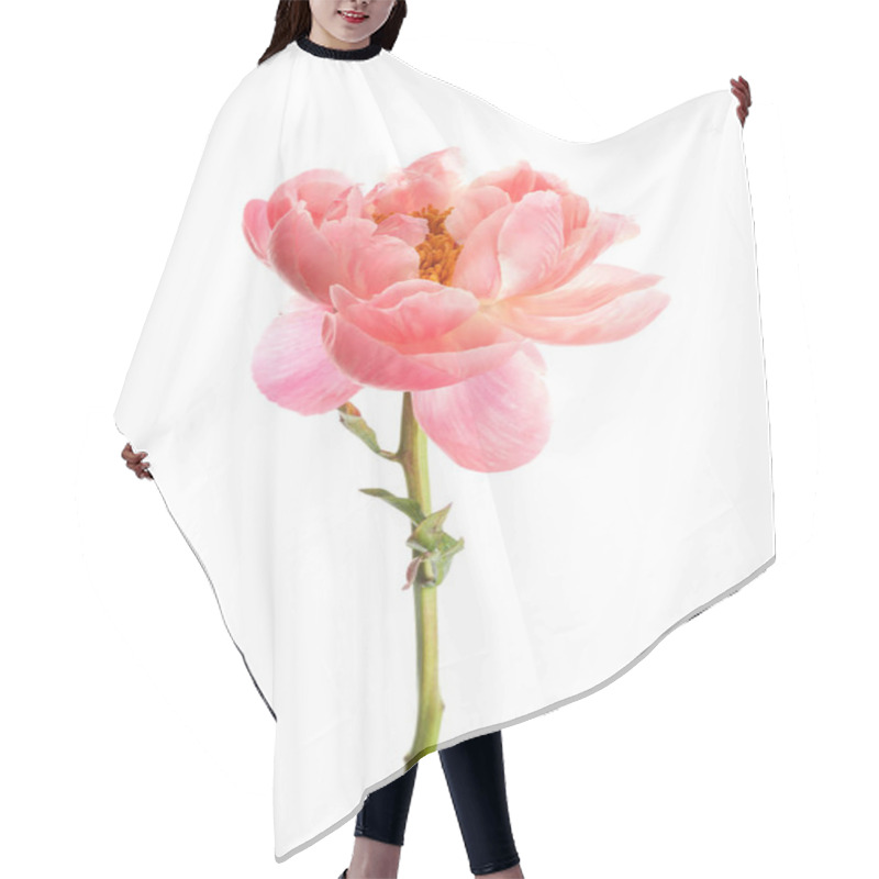 Personality  Beautiful Blooming Pink Peony Isolated On White Hair Cutting Cape