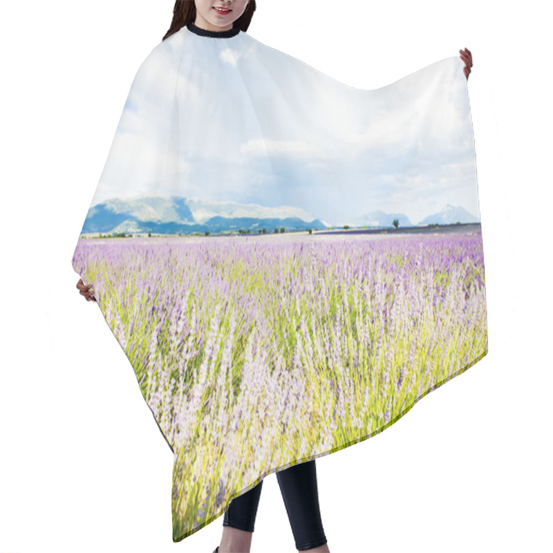 Personality  Lavender Field, Plateau De Valensole, Provence, France Hair Cutting Cape