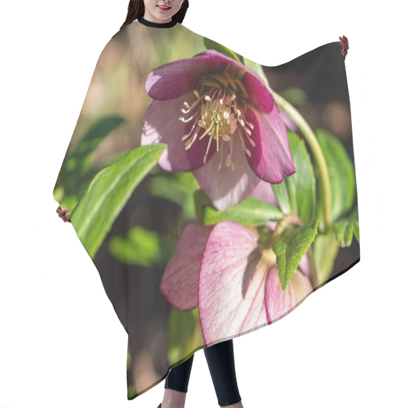 Personality  Oriental Hellebore Snow Rose In Bloom Hair Cutting Cape