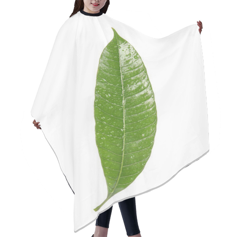 Personality  Green Mango Leaf With Water Drops On White Background Hair Cutting Cape