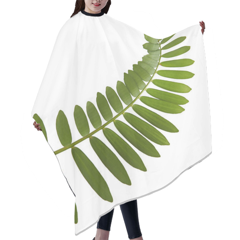 Personality  Cardboard Palm Or Zamia Furfuracea Or Mexican Cycad Leaf  Isolated On White Background, With Clipping Path Hair Cutting Cape