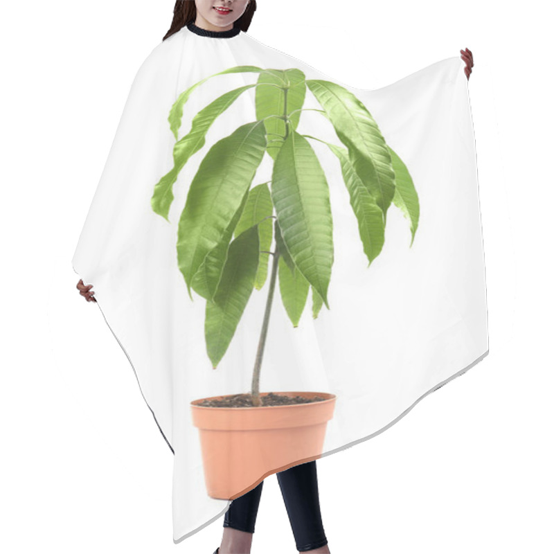 Personality  Mango Plant With Green Leaves In Flowerpot On White Background Hair Cutting Cape