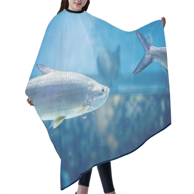 Personality  Closeup Shot Of Fish Underwater With A Blurred Background Hair Cutting Cape