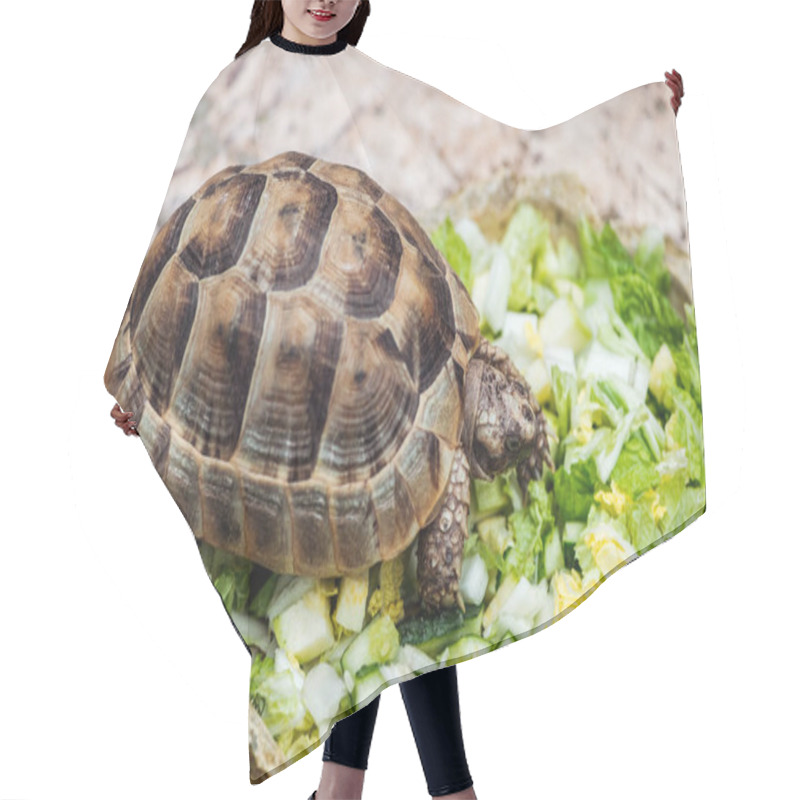 Personality  Cute Turtle Eating Fresh Chopped Green Lettuce From Stone Bowl Hair Cutting Cape