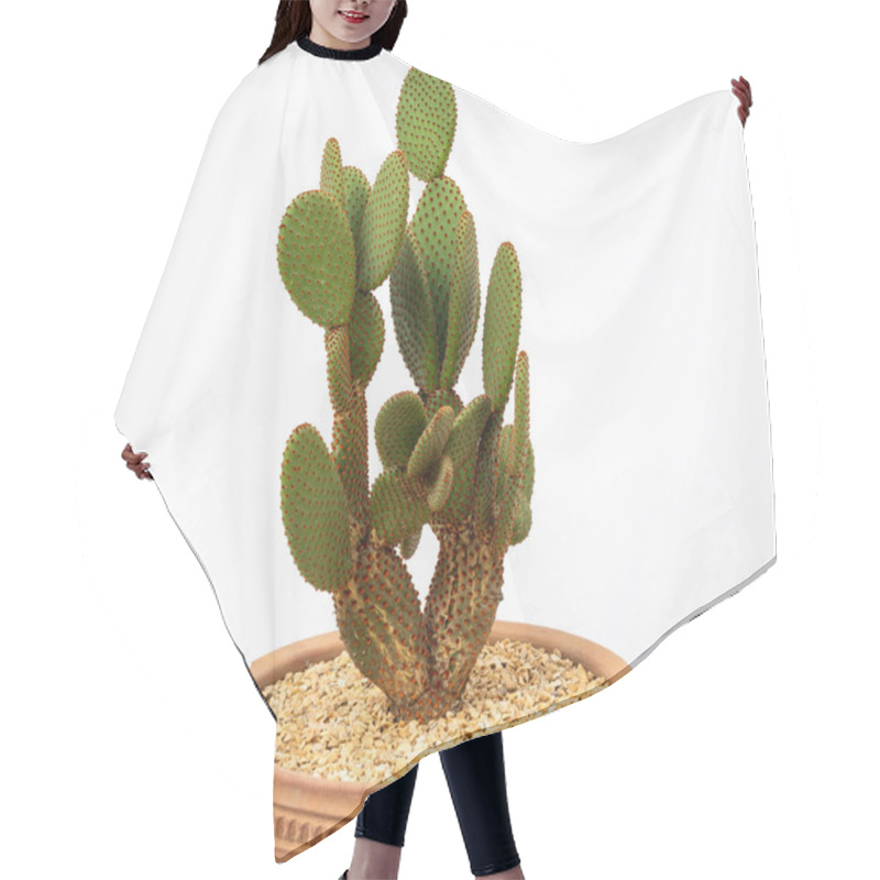 Personality  Opuntia Microdasys Or Bunny Ears Cactus Red In Clay Pot On White Background Hair Cutting Cape