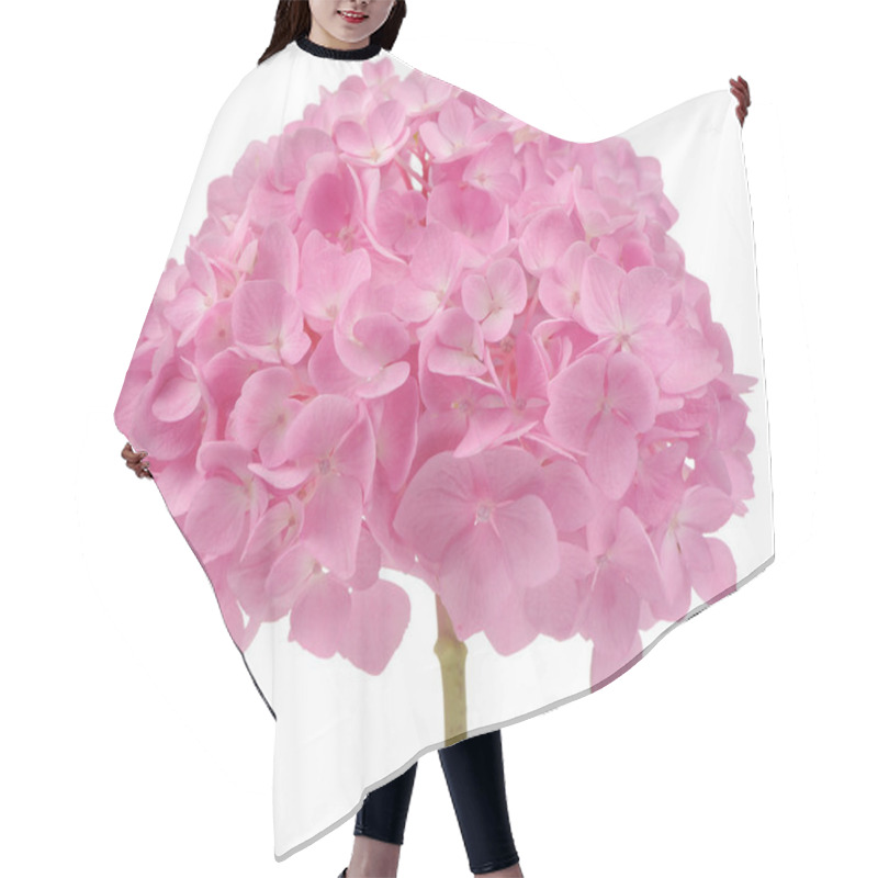 Personality  Beautiful Pink Hydrangea Flowers Isolated On White Background Hair Cutting Cape