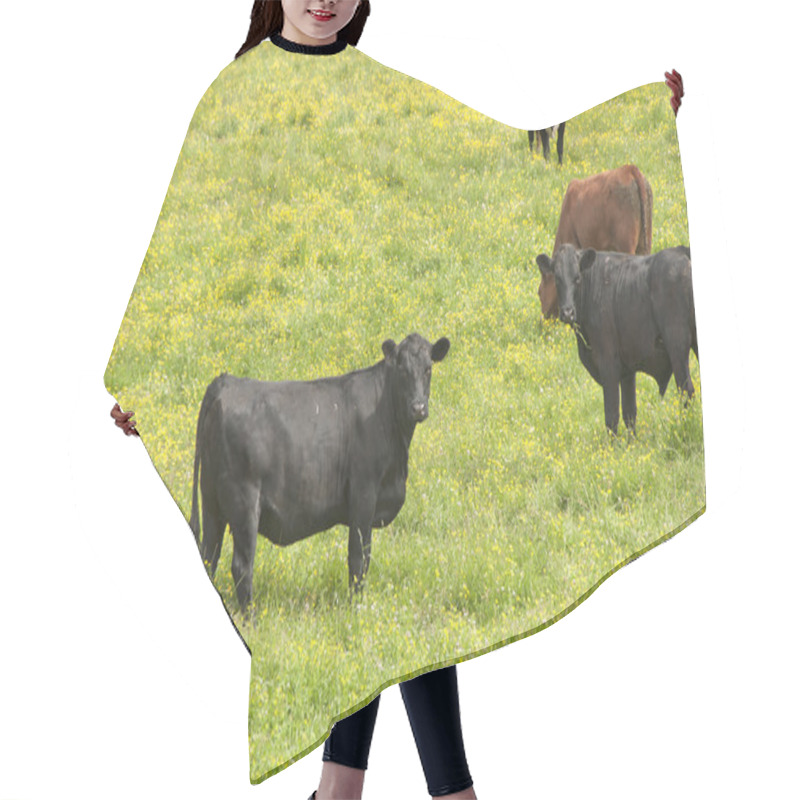 Personality  Angus Hair Cutting Cape