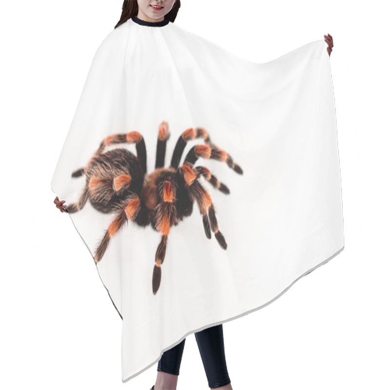 Personality  Black And Red Hairy Spider Isolated On White Hair Cutting Cape