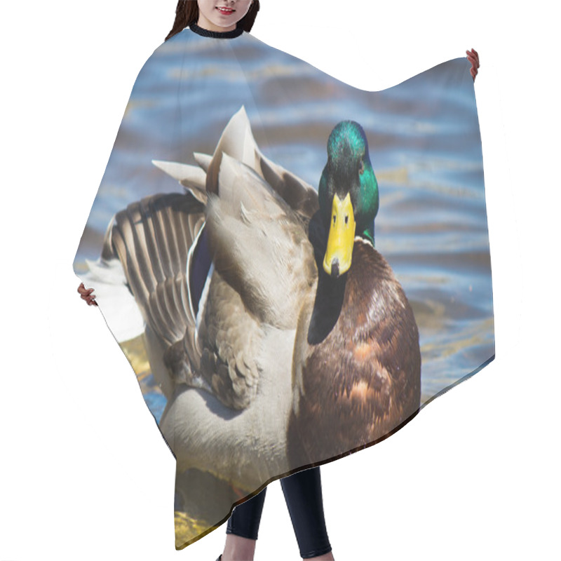 Personality  Male Mallard Duck Hair Cutting Cape