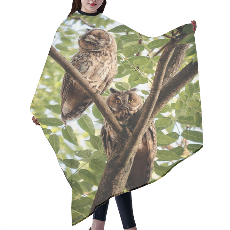 Personality  Two Long-eared Owls Hair Cutting Cape