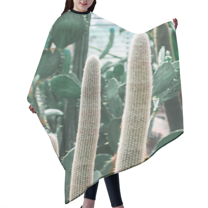 Personality  Close Up Of Green Cactuses In Tropical Garden Hair Cutting Cape