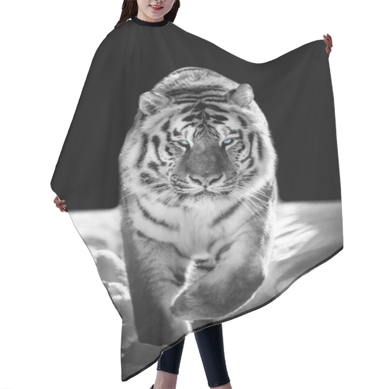 Personality  Beautiful Wild Siberian Tiger Portrait On Snow With Blue Ey Hair Cutting Cape