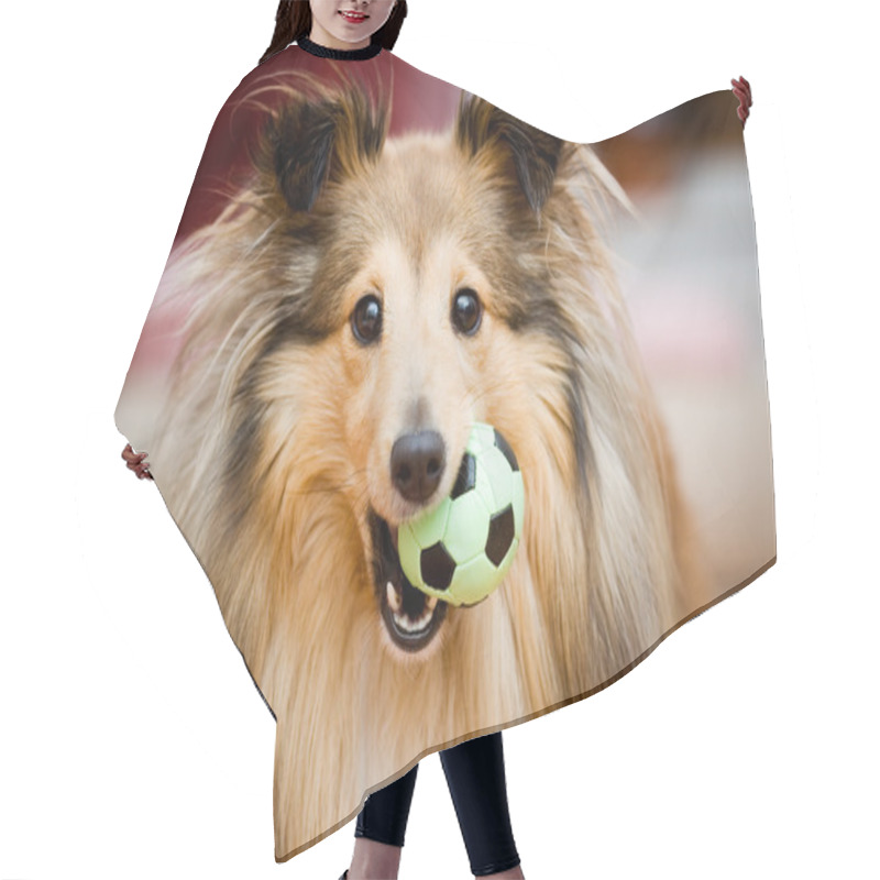 Personality  Sheltie Hair Cutting Cape