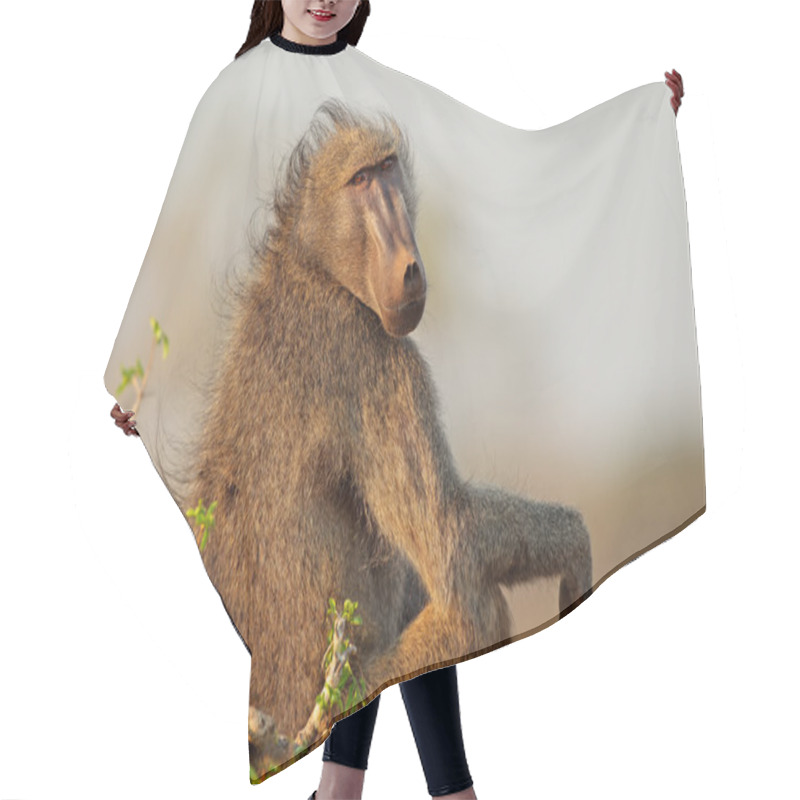 Personality  Chacma Baboon Hair Cutting Cape