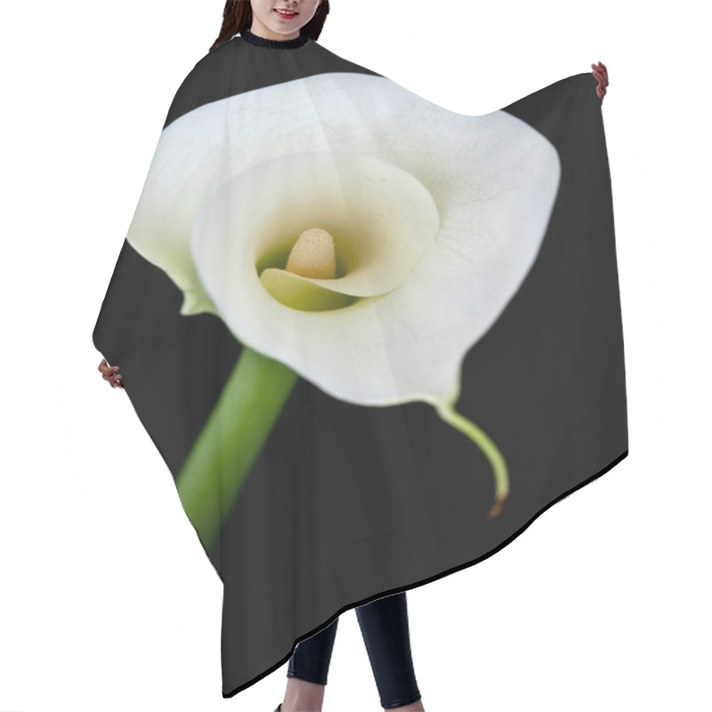 Personality  Calla Lily Or Zantedeschia Against A Black Background. High Quality Photo Fine Art Hair Cutting Cape