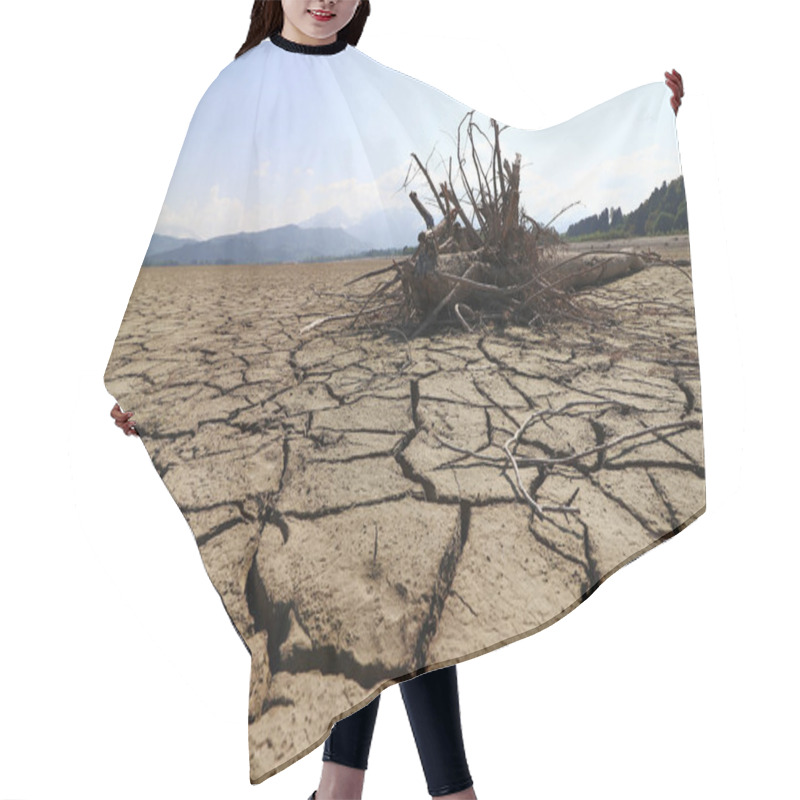 Personality  A Tree Root On The Bottom Of A Dried Up Lake. The Dried Up Lake Forggensee In Allgu  Hair Cutting Cape