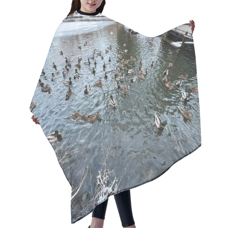 Personality  A Group Of Ducks Swims Across A Snow-covered Pond During A Cold Winter Day, Showcasing A Serene Nature Scene. The Environment Presents Frozen Surroundings, Calm Water, And Seasonal Wildlife Activity. Hair Cutting Cape