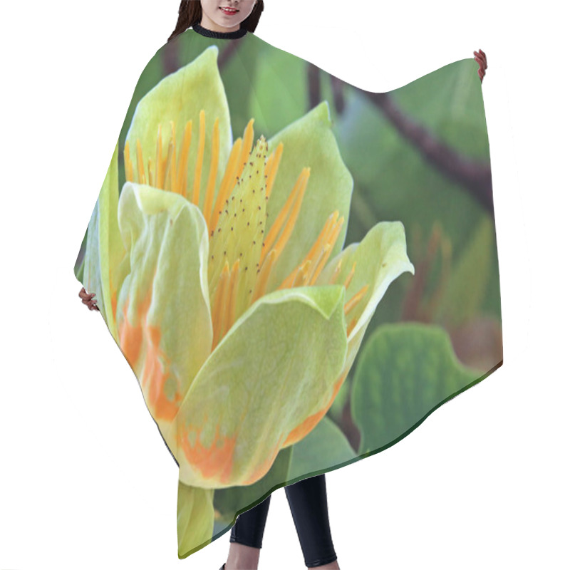 Personality  Flowering From Tulip Tree Liriodendron Tulipifera Hair Cutting Cape