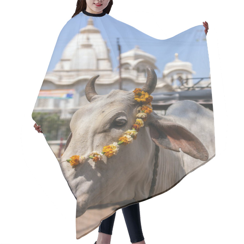 Personality  Portrait Of A Cow With Sri Krishna-Balaram Temple On Backround. Cow Is A Sacred Animal In Hinduism. Hair Cutting Cape