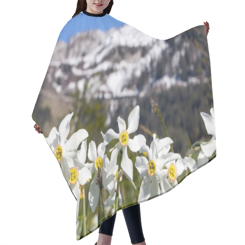 Personality  Wild Narcissus Flower (narcissus Poeticus) With Snow-capped Swiss Alps Mountain At The Background, Montreux Riviera Regions Over Geneva Lake Hair Cutting Cape