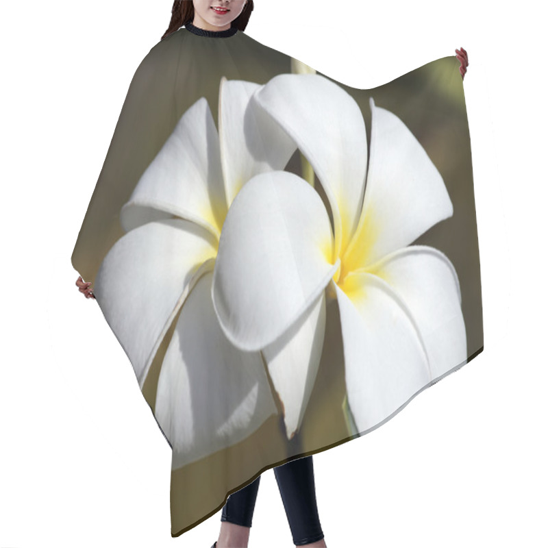 Personality  Paradise Frangipani. Flowers Of Borneo. Hair Cutting Cape