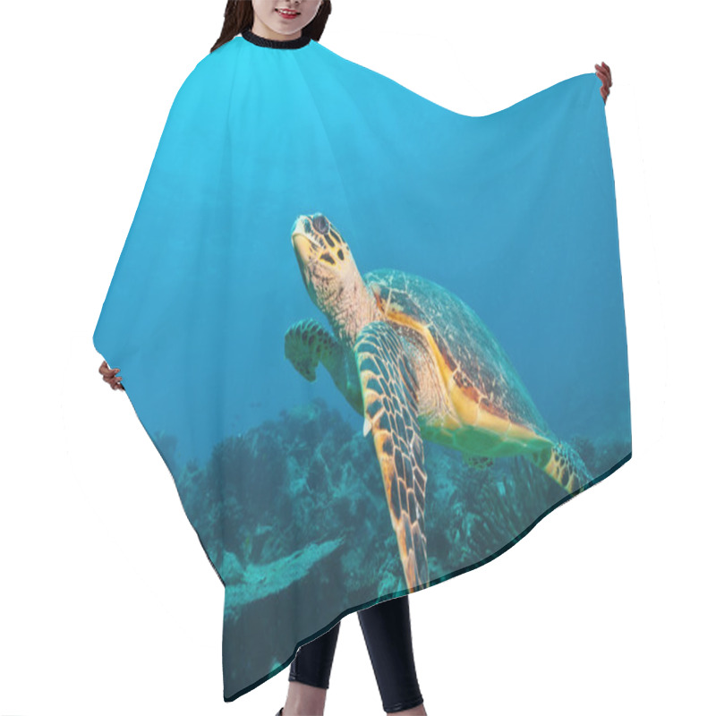 Personality  Hawksbill Sea Turtle In Indian Ocean Hair Cutting Cape