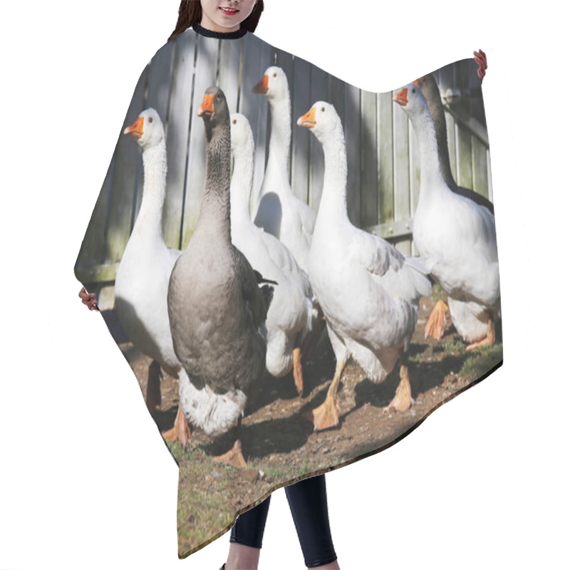 Personality  A Flock Of Domestic White Geese Walk Across A Rural Poultry Yard Hair Cutting Cape