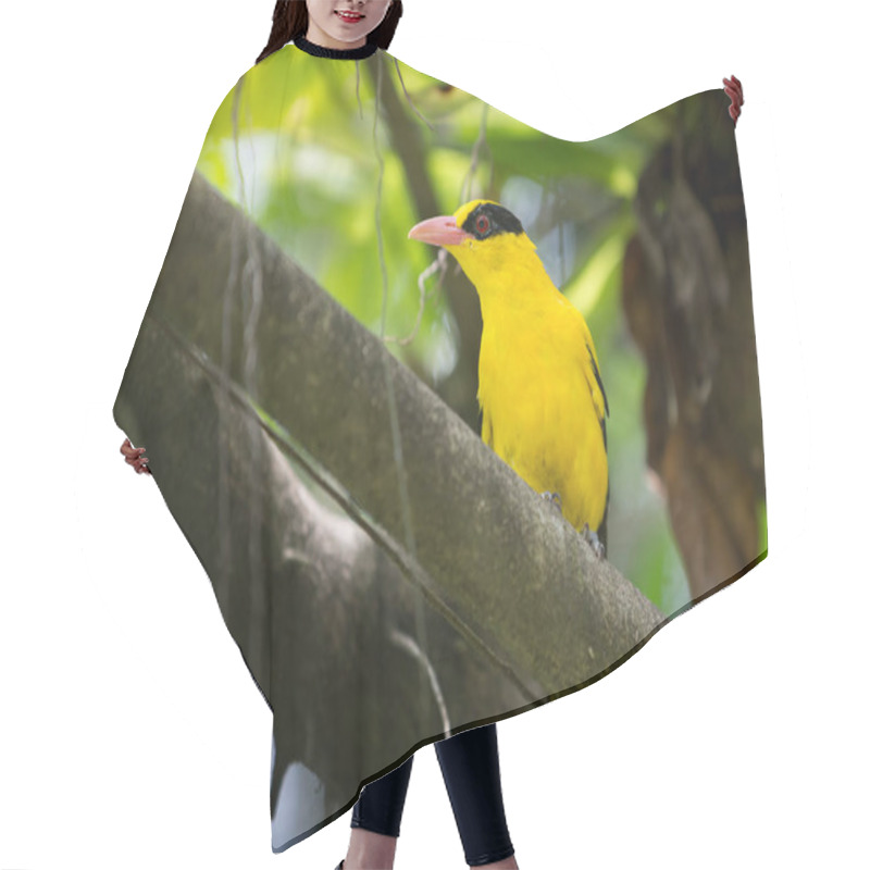 Personality  Black Naped Oriole, Oriolus Chinensis,  Hair Cutting Cape