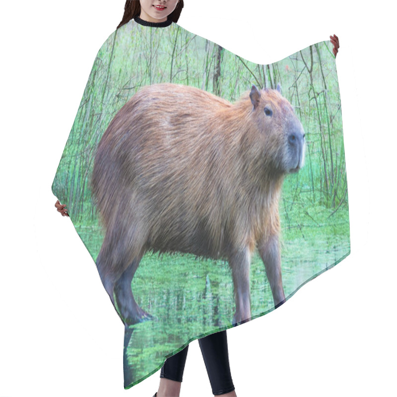 Personality  Wild Capybara Tropical South American Portrait Hair Cutting Cape