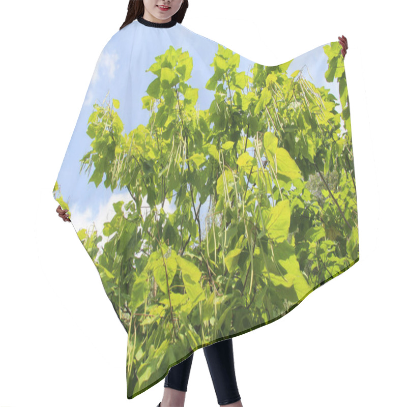 Personality  Catalpa Tree Branches With Pods And Leaves Hair Cutting Cape