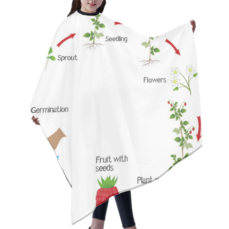 Personality  Life Cycle Of A Raspberry Plant On A White Background. Hair Cutting Cape