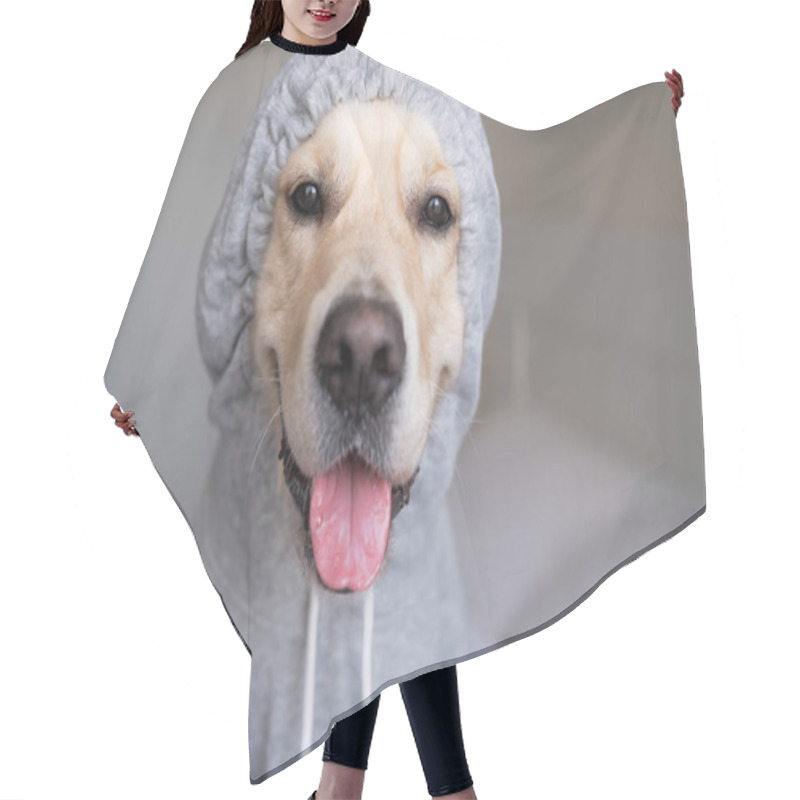 Personality  Dog In A Gray Sweatshirt With A Hood. Golden Retriever In Clothes Sitting On The Bed. Hair Cutting Cape