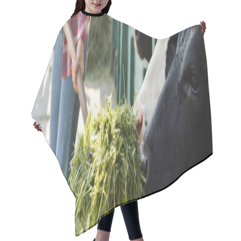 Personality  Partial View Of African American Farmer Feeding Cows With Grass, Banner Hair Cutting Cape