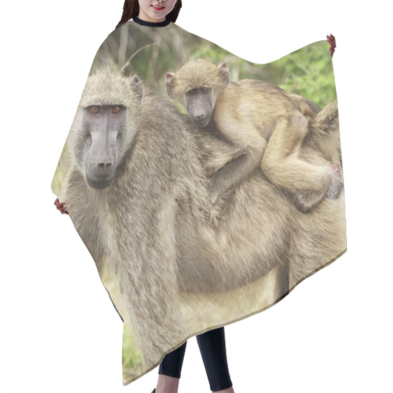 Personality  A Mother And Young Baboon Hair Cutting Cape