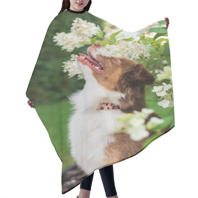 Personality  Miniature American Shepherd Dog Portrait. Cute Dog In Summer Hair Cutting Cape