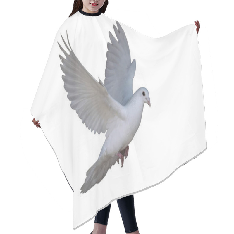 Personality  White Dove Flying Isolated At The White Hair Cutting Cape