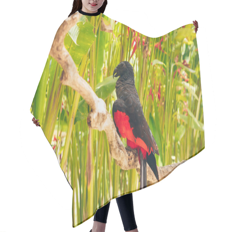 Personality  Pesquet Parrot, Psittrichas Fulgidus, Rare Bird From New Guinea. Ugly Red And Black Parrot In The Nature Habitat, Dark Green Forest. Wildlife Scene From Asia. Endemic Bird Sitting On The Branch. Hair Cutting Cape