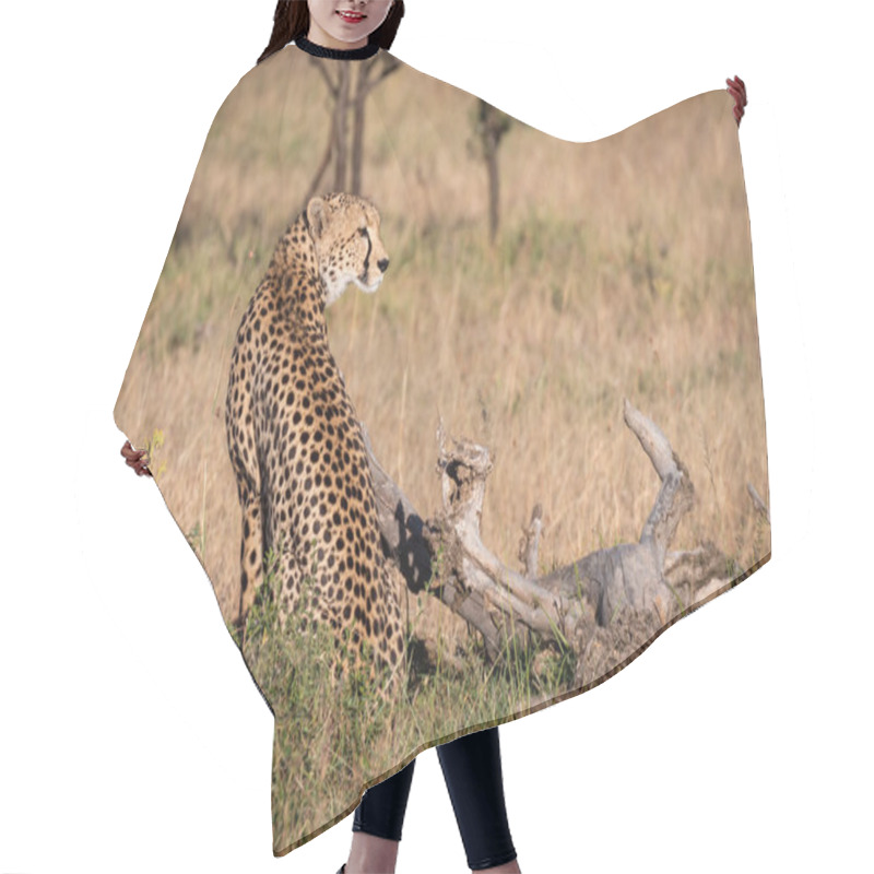 Personality  Cheetah Sits Beside Dead Log In Grass Hair Cutting Cape