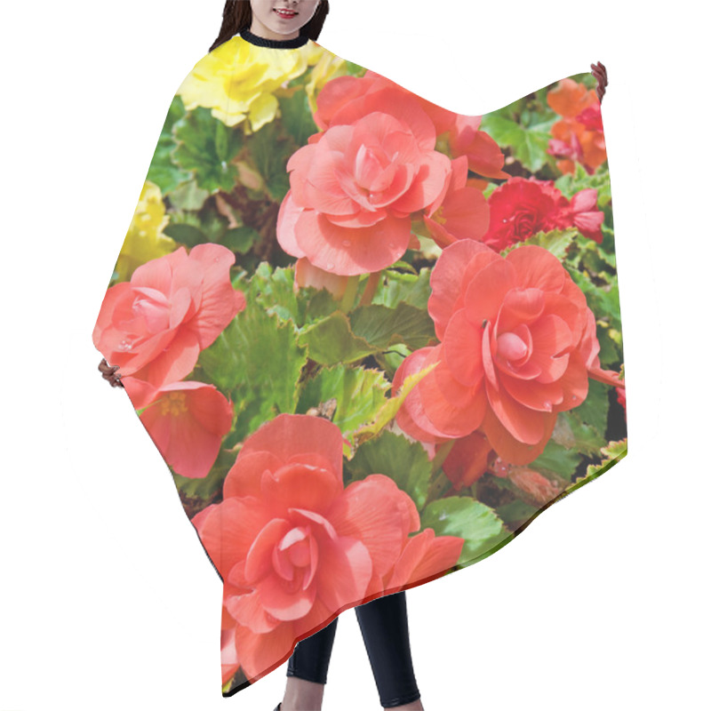 Personality  Beautiful Background Of Flowers Begonias Hair Cutting Cape