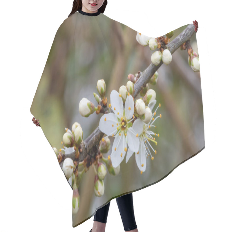 Personality  Macro Shot Of Blackthorn (prunus Spinosa) Blossom In Bloom Hair Cutting Cape