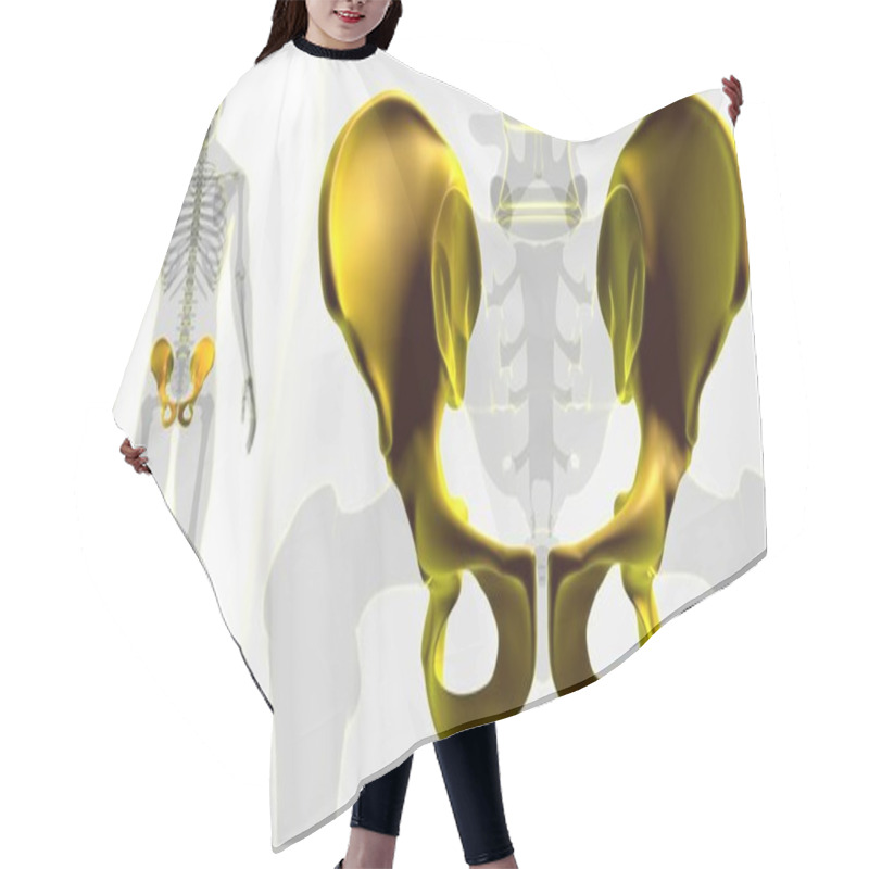 Personality  Human Skeleton Hip Or Pelvic Bone Anatomy For Medical Concept 3D Illustration Hair Cutting Cape