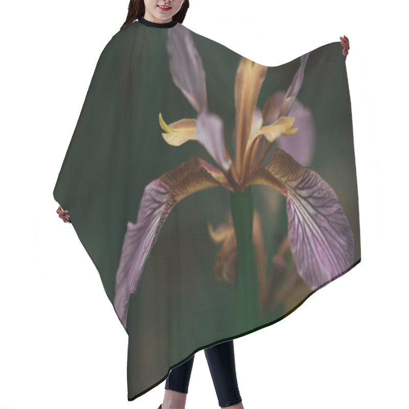 Personality  Beautiful Single Iris Foetidissima Violet Purple Flower Bud On Dark Background. Stinking Iris, Gladdon, Gladwin Iris, Roast-beef Flowering Plant. Hair Cutting Cape