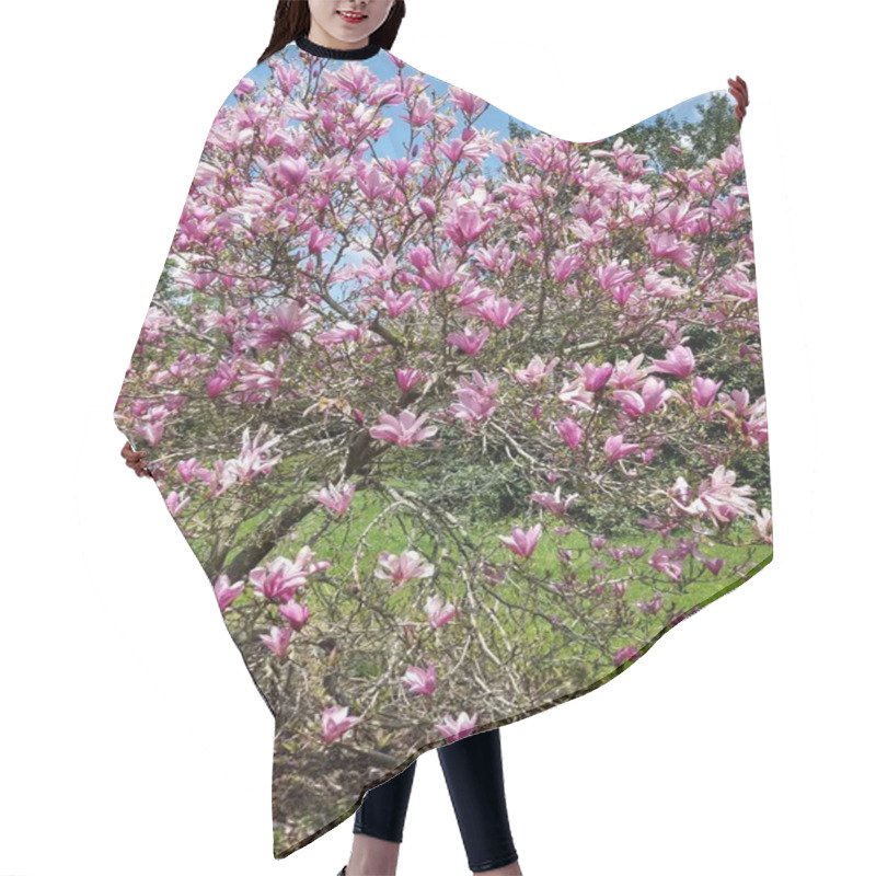 Personality  Magnolia Tree Blossom In Spring Time Hair Cutting Cape